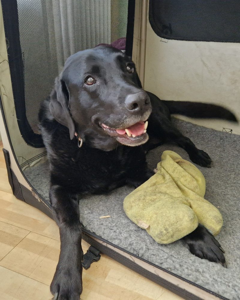 Ace, Ramonas schwarze Labradorhündin, liegt mit ihrem Spielzeug in ihrer Box